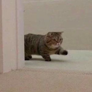 Meet your Posher, Cameron